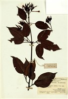 藏品(清香藤)的圖片